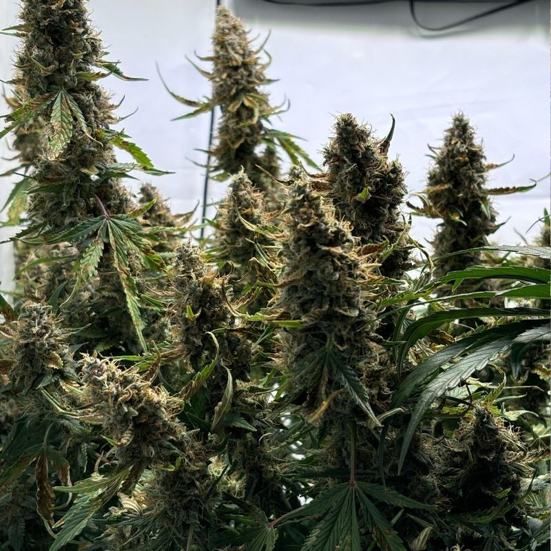 nasiona marihuany Auto CBD-Victory