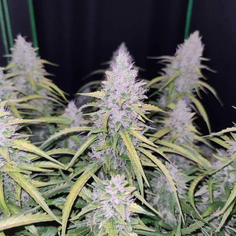 nasiona marihuany Auto Cinderella Jack