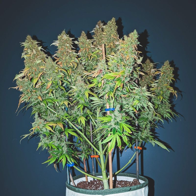 nasiona marihuany Auto Sweet Bourbon Kush