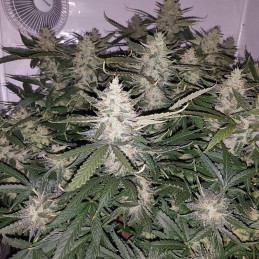 nasiona marihuany Auto Xtreme
