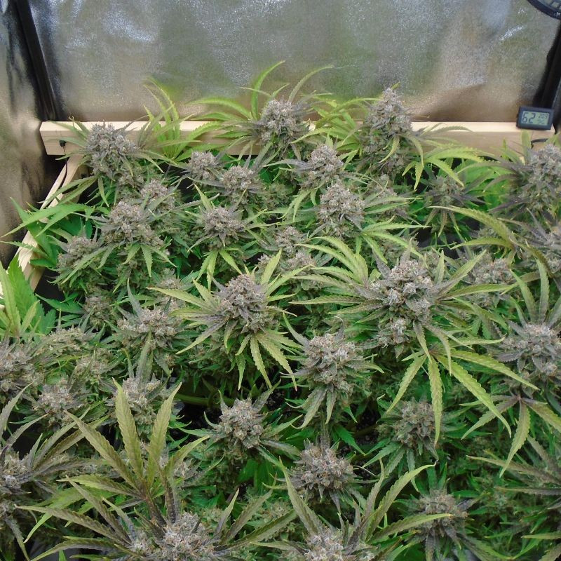 nasiona marihuany Banana Blaze