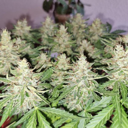 nasiona marihuany CBD Compassion