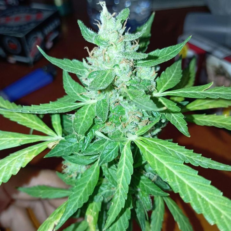 nasiona marihuany Critical Orange Punch