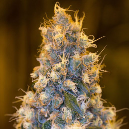 nasiona marihuany Forest Dream