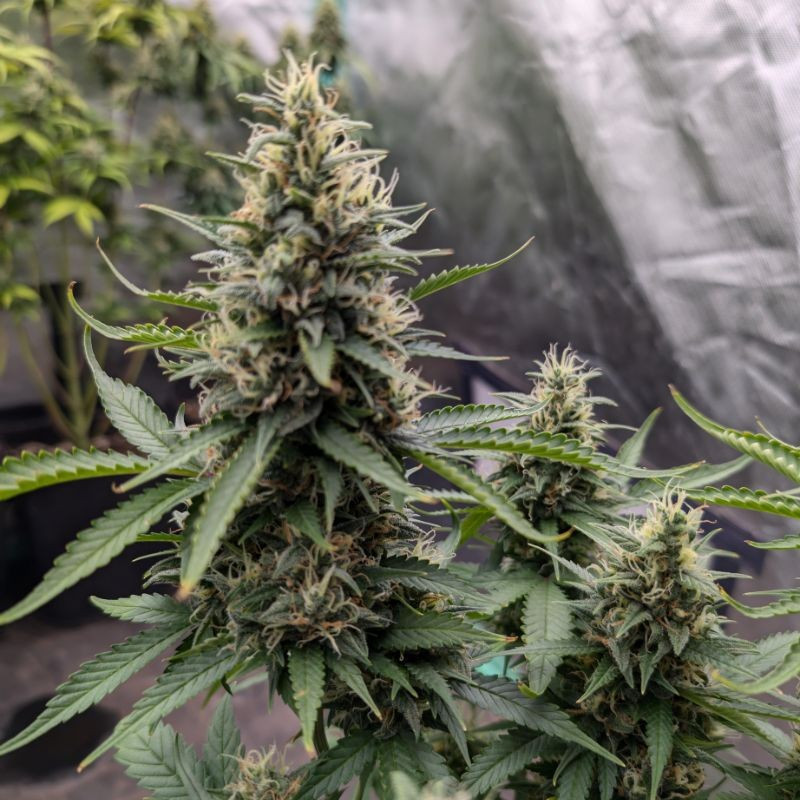 nasiona marihuany Glueberry O.G.