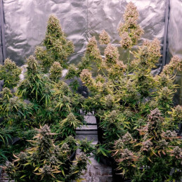 nasiona marihuany Mazar