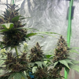 nasiona marihuany Purple 1