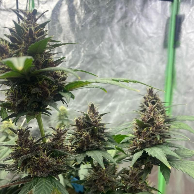 nasiona marihuany Purple 1