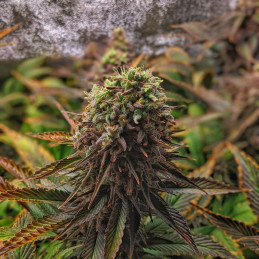 nasiona marihuany THC-Victory