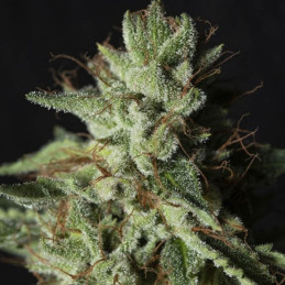 nasiona marihuany Gorilla Candy