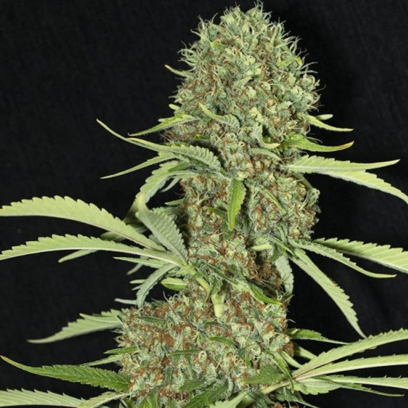 nasiona marihuany Jamaican Dream