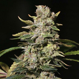 nasiona marihuany TNT Kush