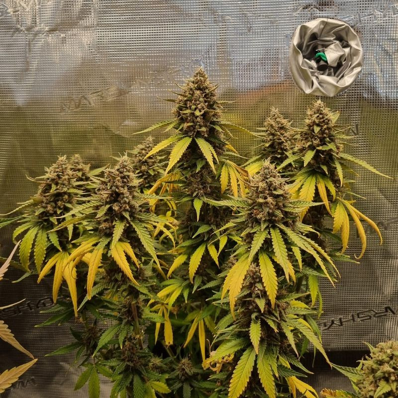 nasiona marihuany Amnesia Zkittlez Auto