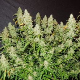 nasiona marihuany Blue Dream Matic Auto