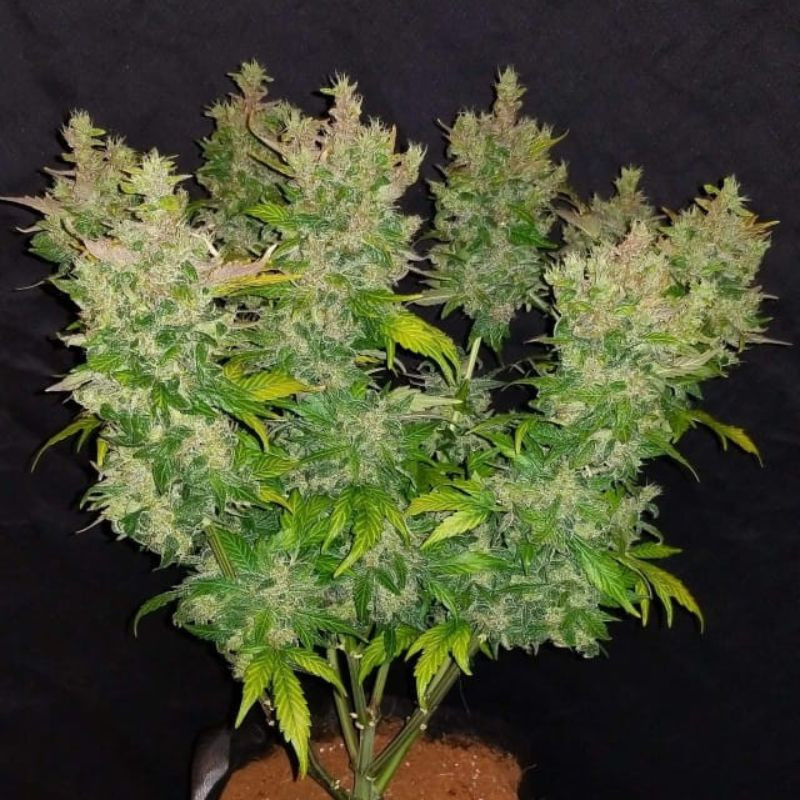 nasiona marihuany CBD Crack Auto