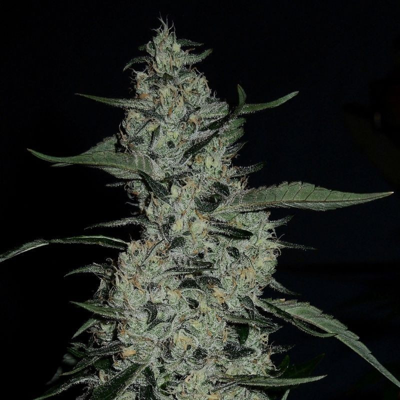 nasiona marihuany G14 Auto