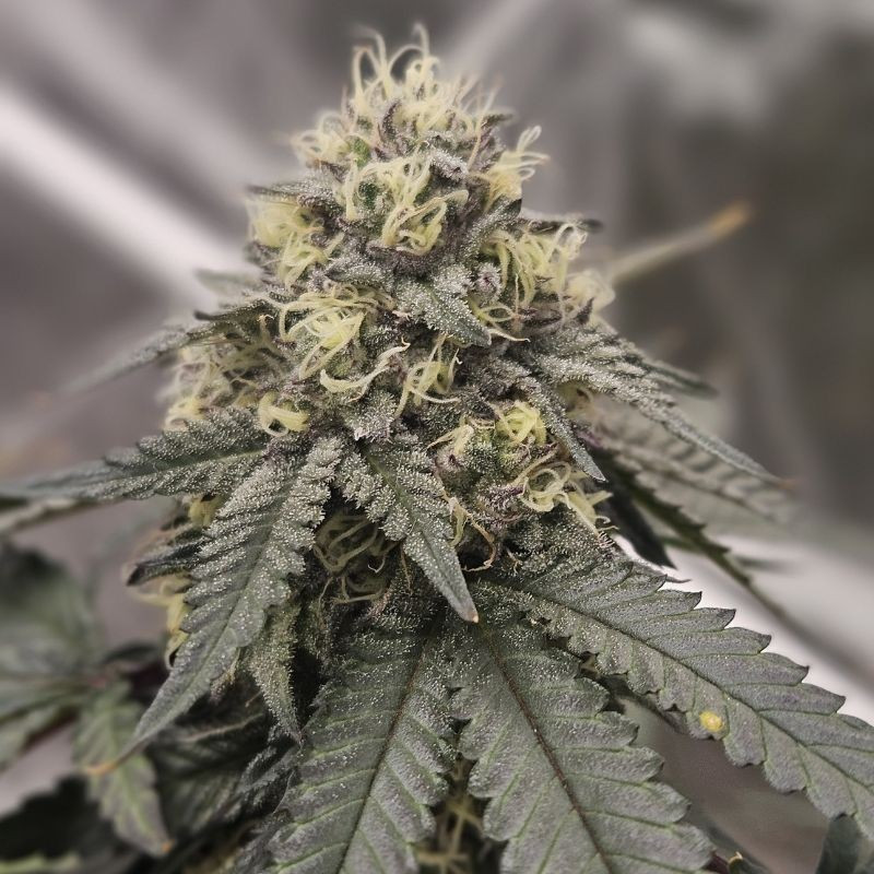nasiona marihuany Gorilla Punch Auto