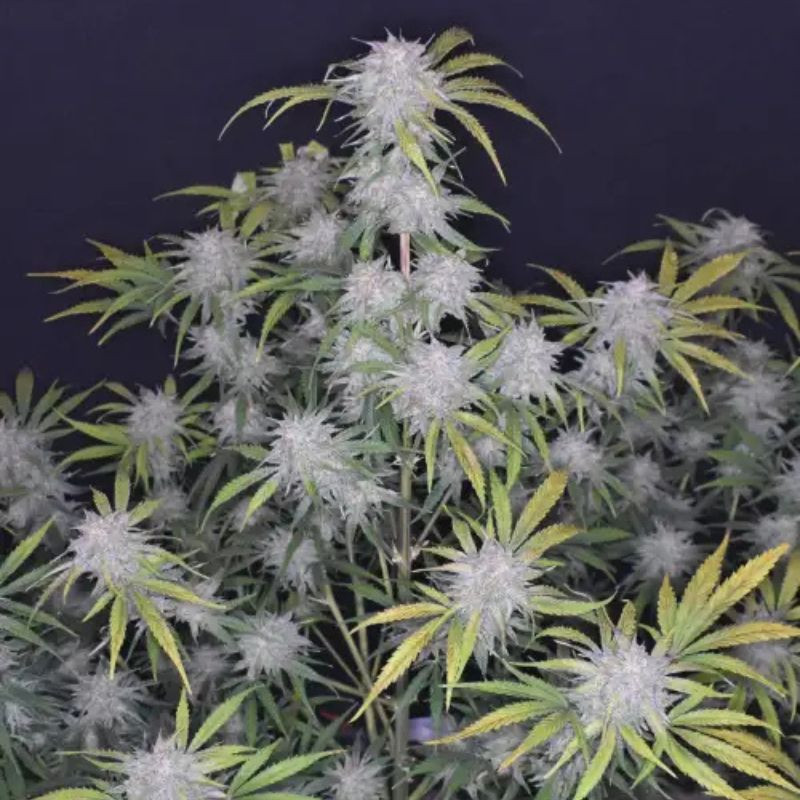 nasiona marihuany Grapefruit Matic Auto