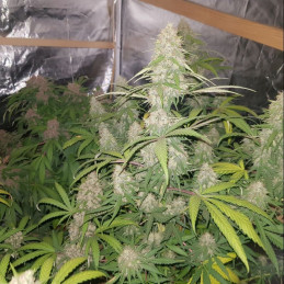 nasiona marihuany Kosher Cake Auto