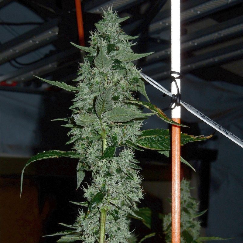 nasiona marihuany Lemon Pie Auto