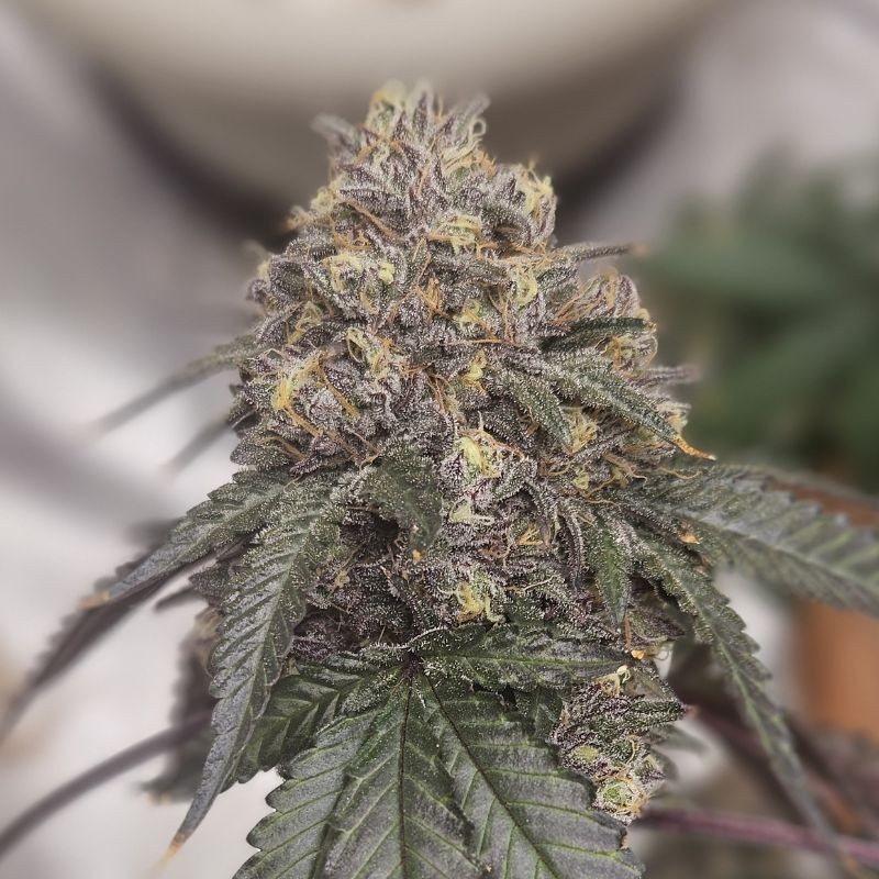 nasiona marihuany LSD-25 Auto