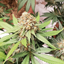 Mexican Airlines Auto