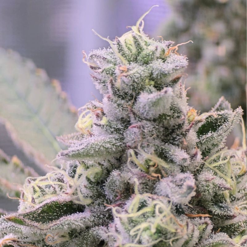 nasiona marihuany Orange Sherbet Auto