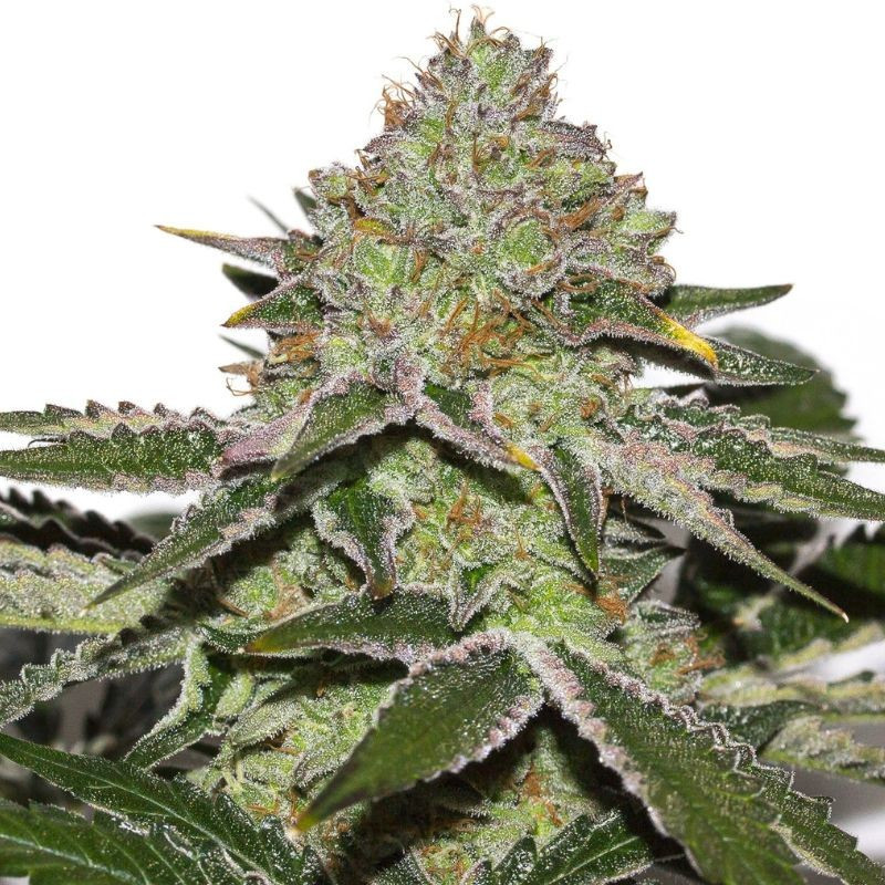 nasiona marihuany Original Afghan Kush Auto