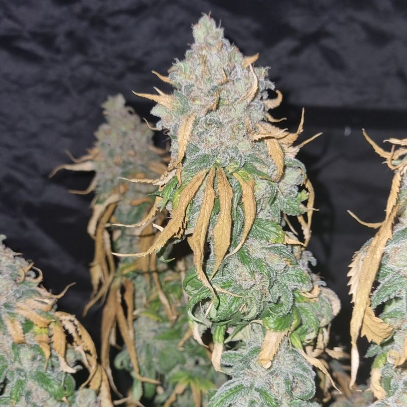 nasiona marihuany Original Auto Amnesia Haze