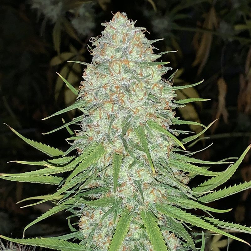 nasiona marihuany Original Auto Cheese