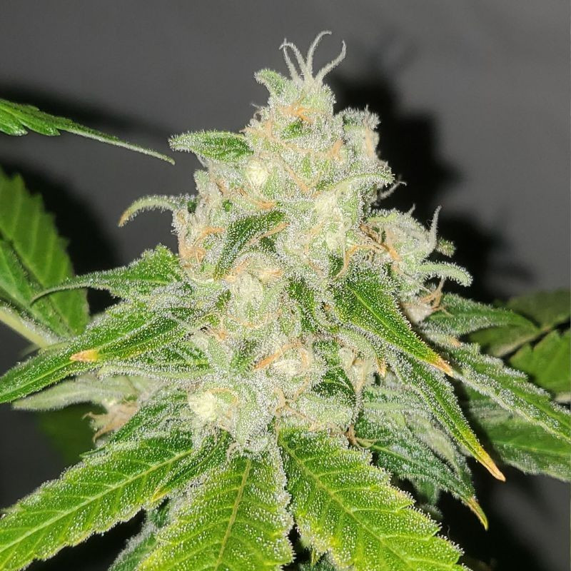 nasiona marihuany Original Auto Northern Lights