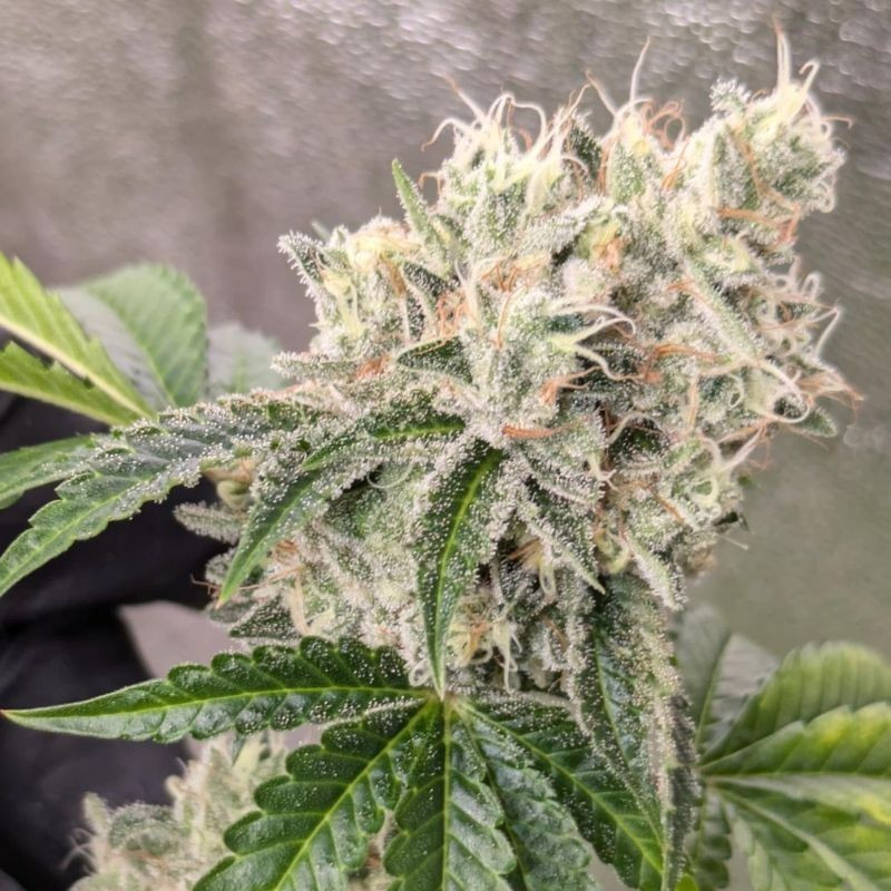 nasiona marihuany Original Auto OG Kush