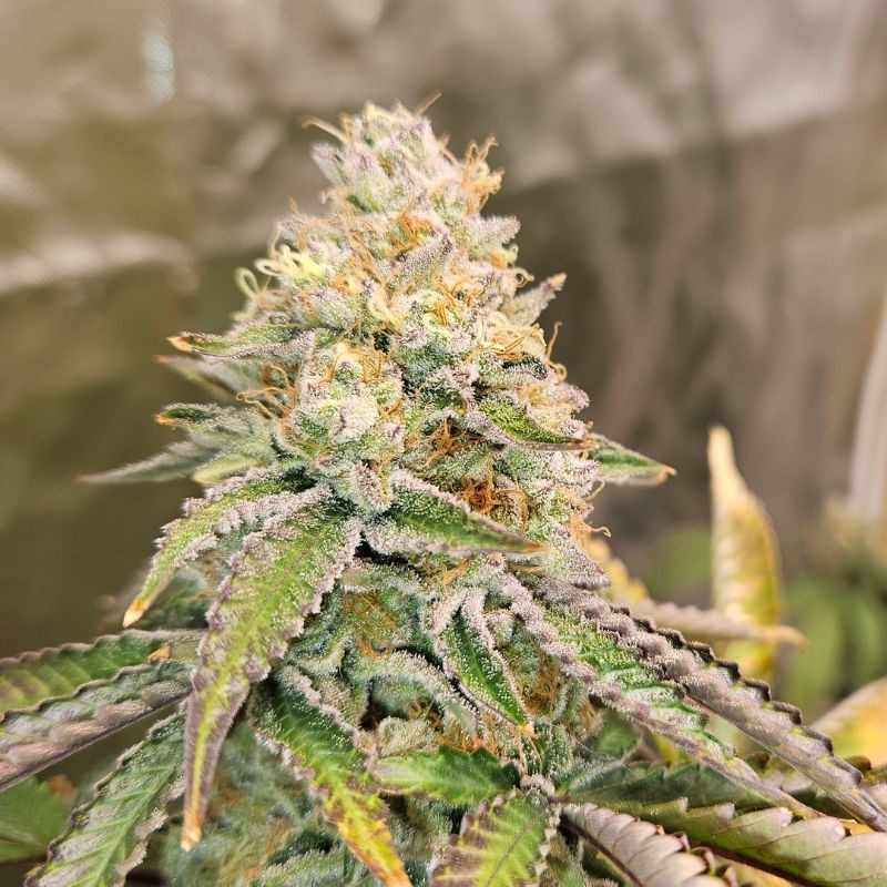 nasiona marihuany Original Auto Skunk