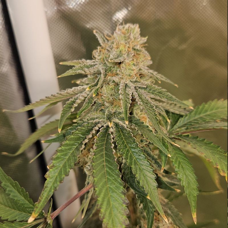 nasiona marihuany Original Auto Sour Diesel