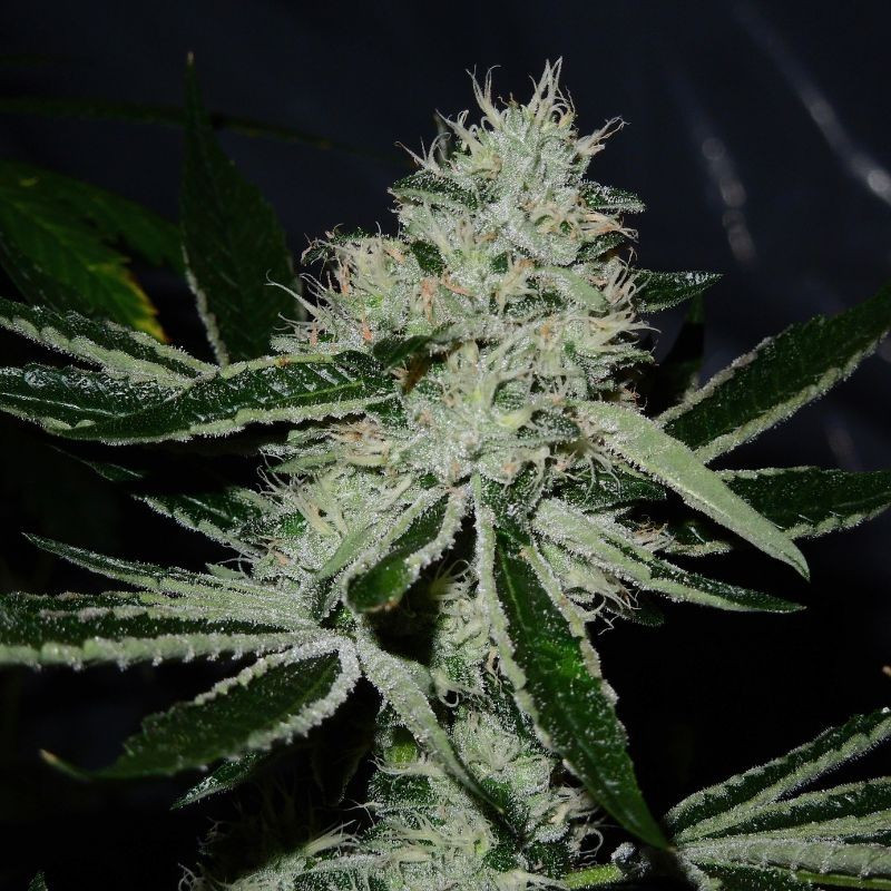 nasiona marihuany Original Big Bud Auto