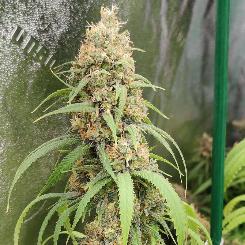 nasiona marihuany Original Blueberry Auto