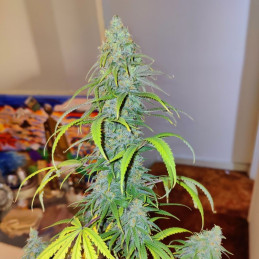 nasiona marihuany Original Chemdawg Auto