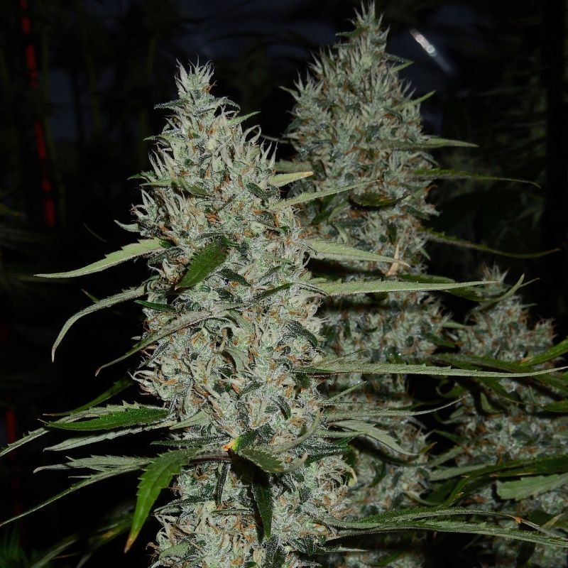 nasiona marihuany Original Cinderella Auto