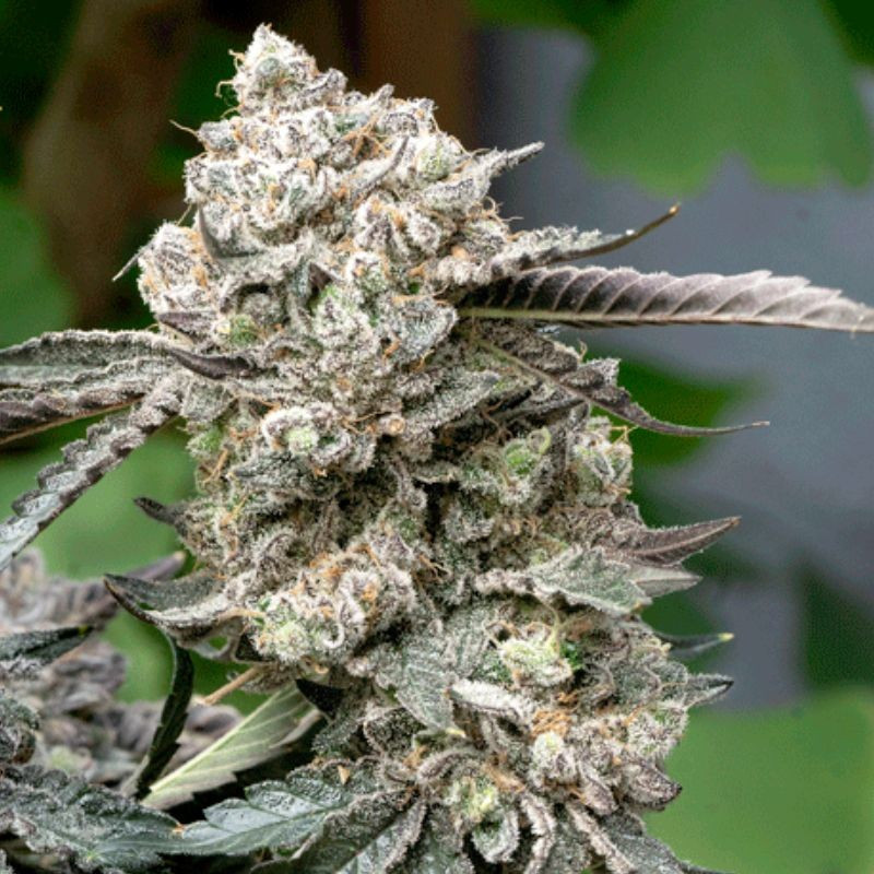 nasiona marihuany Original Jack Herer Auto