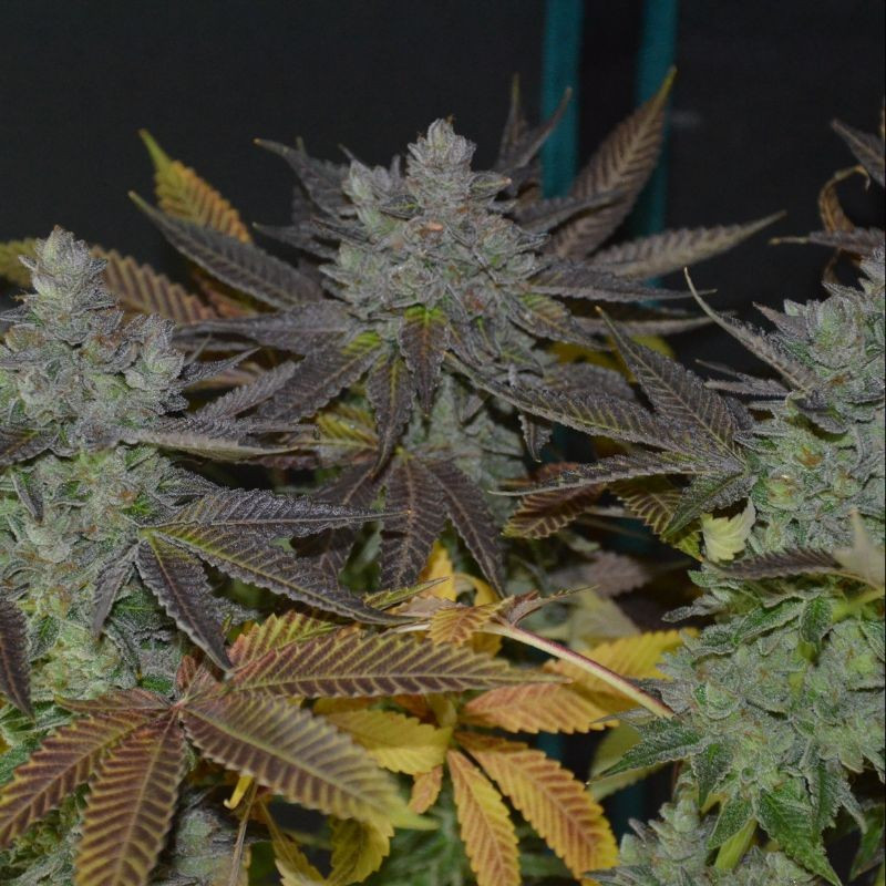 nasiona marihuany Original White Widow Auto