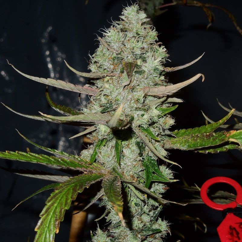 nasiona marihuany Rhino Ryder Auto