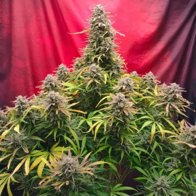 nasiona marihuany Strawberry Banana Auto