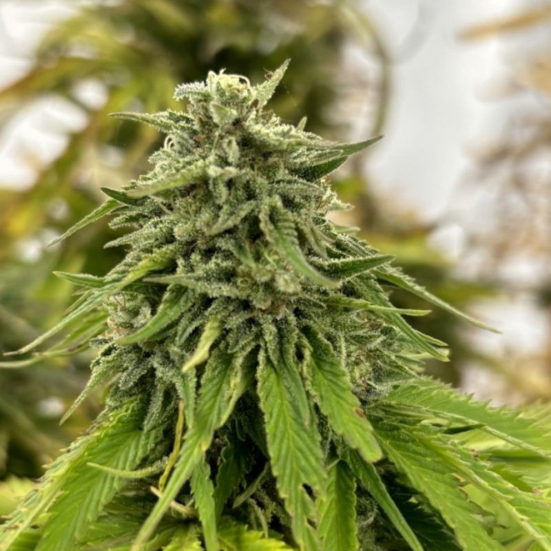 nasiona marihuany Strawberry Pie Auto