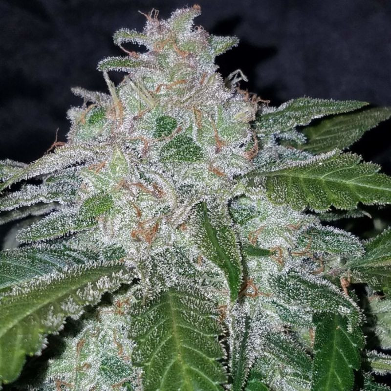 nasiona marihuany Tangie'matic Auto