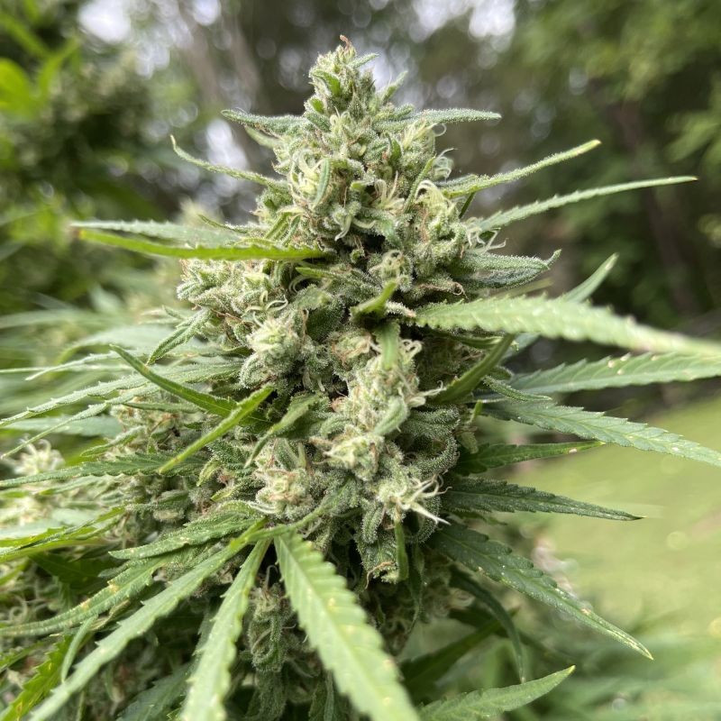 nasiona marihuany Wedding Glue Auto