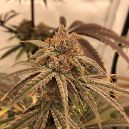 nasiona marihuany Auto Blueberry Cheesecake