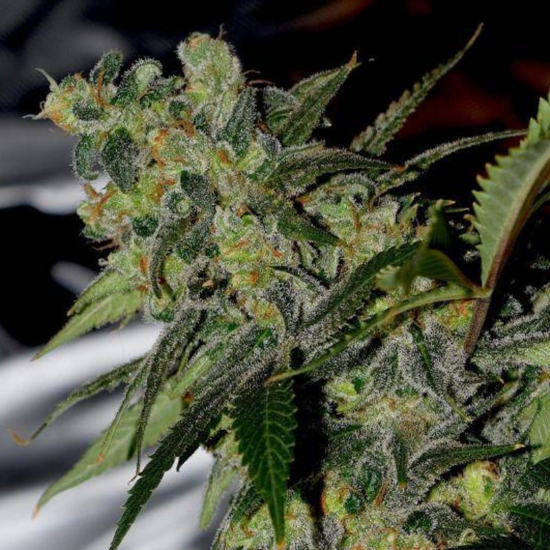 nasiona marihuany Auto Speed Bud