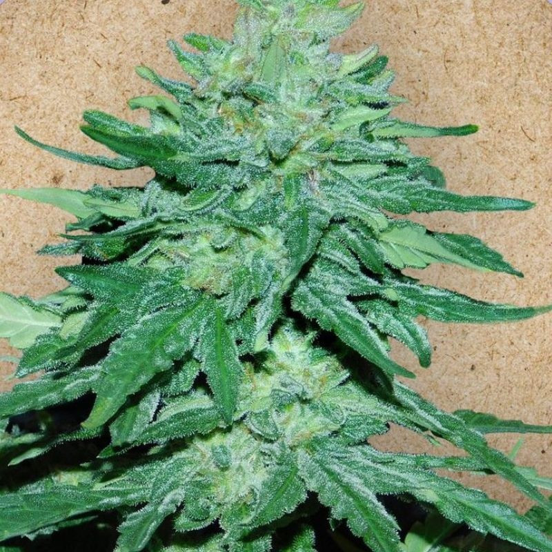 nasiona marihuany Auto White Widow X Big Bud