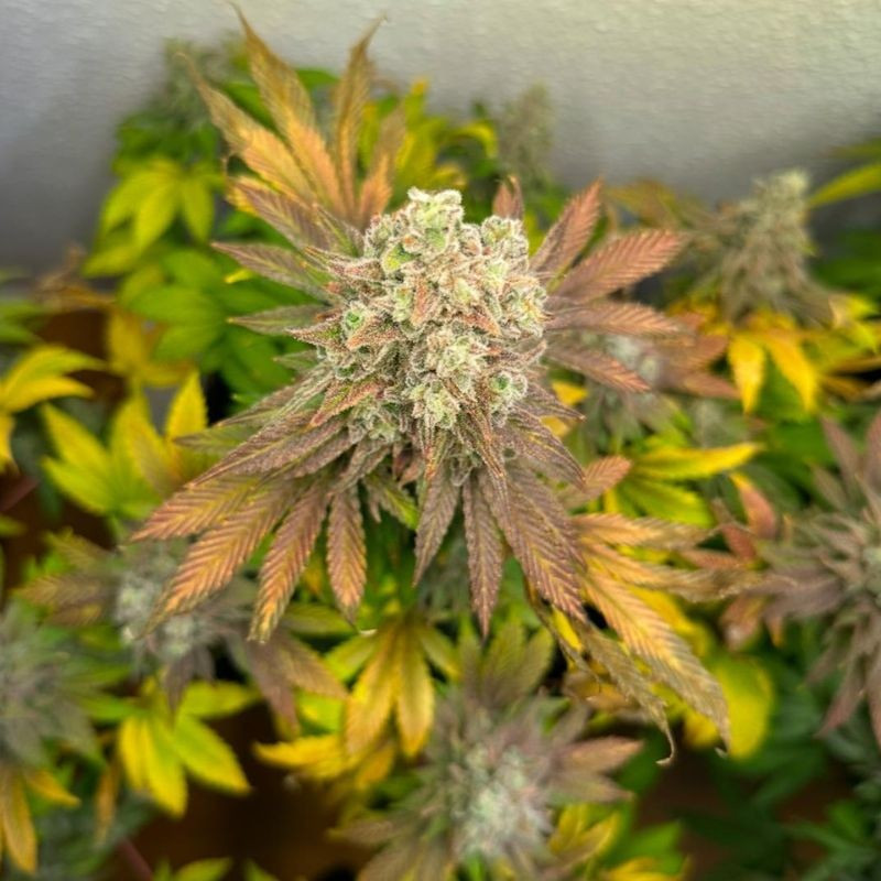 nasiona marihuany CBD Terra Italia