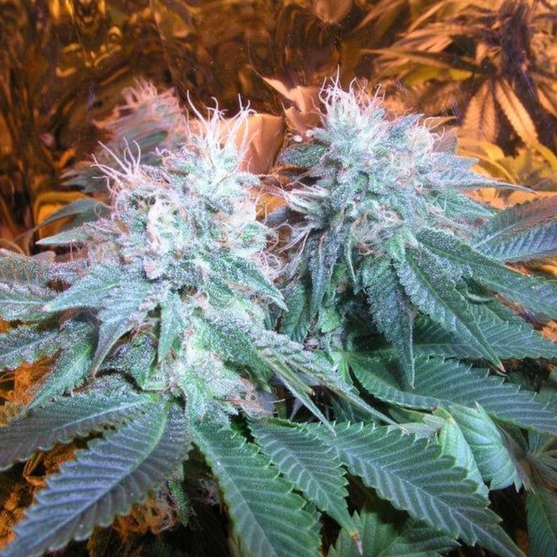 nasiona marihuany Chem OG
